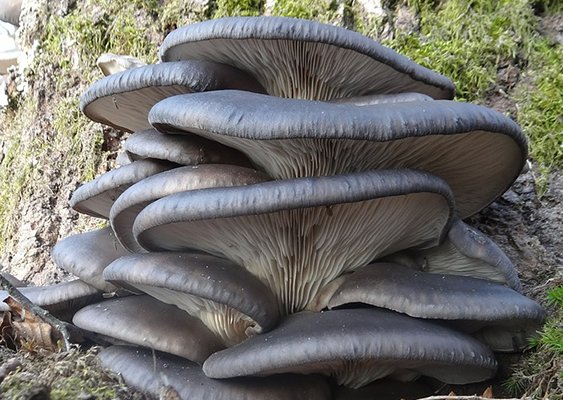 HONGOS Y SETAS MEDICINALES